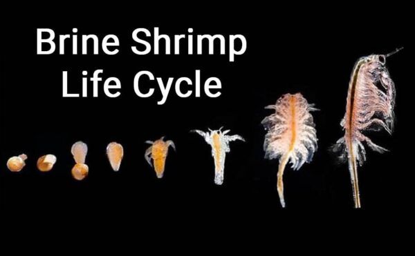 San Francisco Bay Brand Brine Shrimp Eggs Hatch Mix, 3 Pack 0.74-Ounce (21 Gram) Pouches | Excellent Food Source Baby Aquarium Fish Artemia Replacemen - Image 7