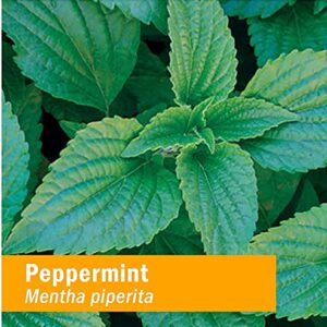 Herb Pharm, Peppermint Spirits Organic, 1 Fl Oz - Image 5