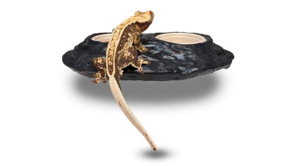 Ultimate Gecko Ledge - Magnetic Gecko Diet Feeder - Image 2