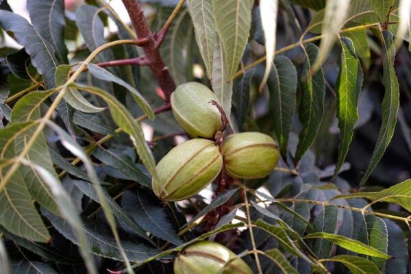 Food to Live Organic Pecan Halves, 3 Pounds ? Non-GMO, Kosher, Raw Pecan Nuts, Unsalted, Vegan, Kosher, Shelled, Sirtfood, Bulk. Good source of Calciu - Image 8