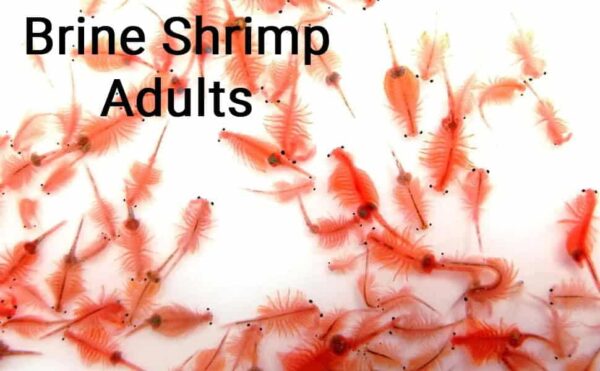 San Francisco Bay Brand Brine Shrimp Eggs Hatch Mix, 3 Pack 0.74-Ounce (21 Gram) Pouches | Excellent Food Source Baby Aquarium Fish Artemia Replacemen - Image 6