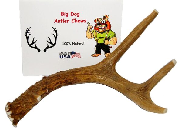 Small Whole Deer Antler Dog Chew, For Small to Medium Size Dogs and Puppies - 6 to 11 Inches Long - Big Dog Antler Chews Brand - Image 2