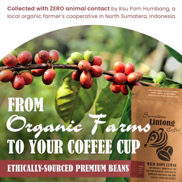 Wild Kopi Luwak, the World?s Most Exclusive Coffee, Sustainably Sourced From Sumatra, Indonesia (100gr / 3.5oz) - Image 5