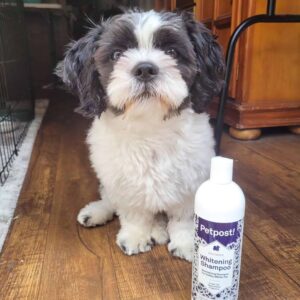 Petpost | Dog Whitening Shampoo - Best Lightening Treatment for Dogs with White Fur - Soothing Watermelon Scent - Maltese, Shih Tzu, Bichon Frise Appr - Image 5