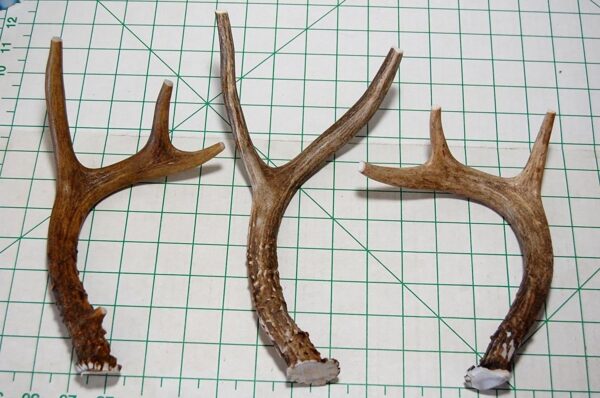 Small Whole Deer Antler Dog Chew, For Small to Medium Size Dogs and Puppies - 6 to 11 Inches Long - Big Dog Antler Chews Brand - Image 3