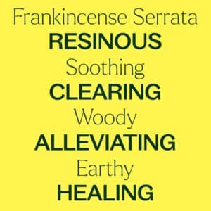 Plant Therapy Organic Frankincense Serrata Essential Oil 100% Pure, USDA Certified Organic, Undiluted, Natural Aromatherapy, Therapeutic Grade 100 mL (3.3 oz) - Image 4