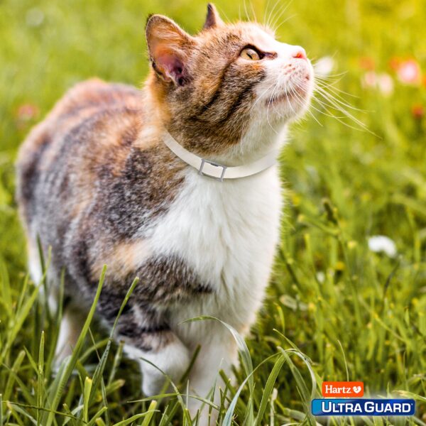 Hartz UltraGuard Plus Water Resistant 7 Month Protection Breakaway Flea & Tick Collar for Cats (3270094268) - Image 8